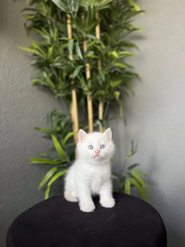 British Shorthair Red Point Yavrularim