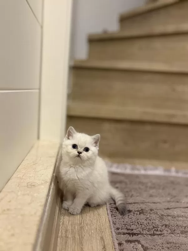 Güxeller Güzeli British Shorthair Yavrularim