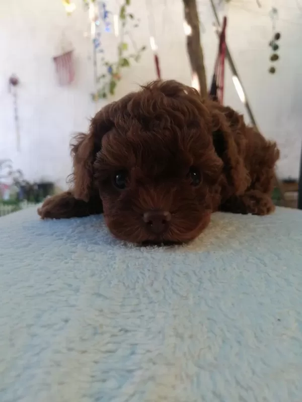 Teacup Poodle Köpeğimiz