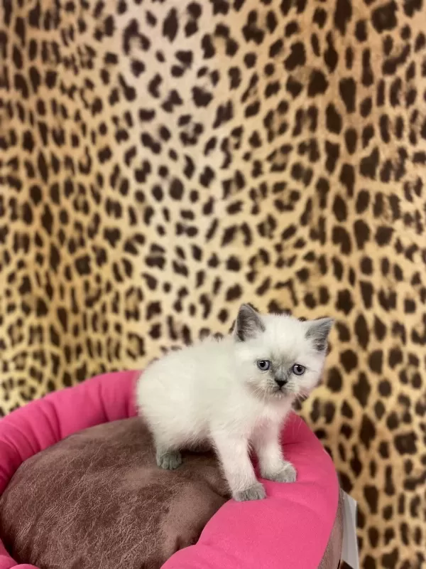 British Shorthair Blue Point Yavrularim