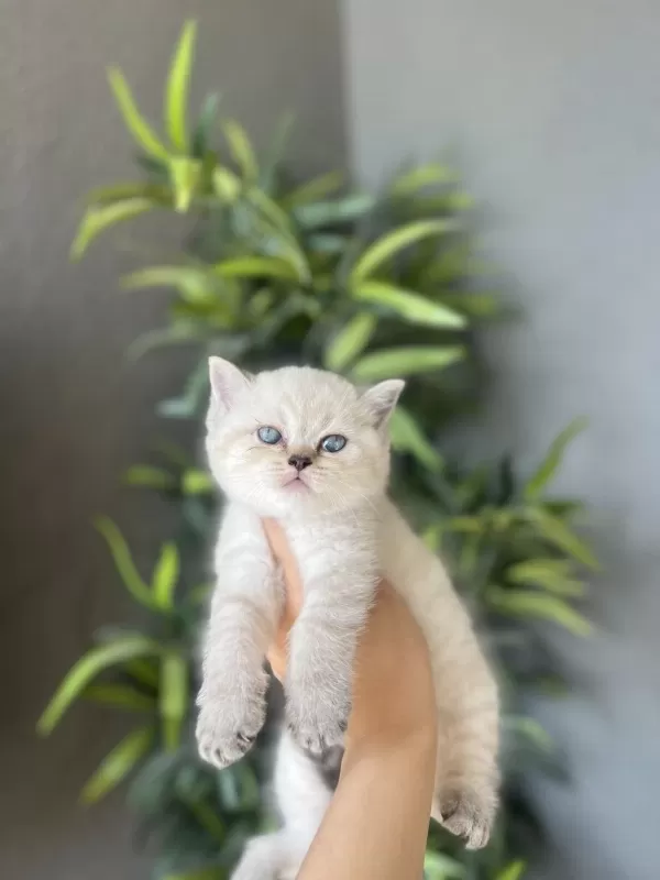 British Shorthair Silver Yavrularim