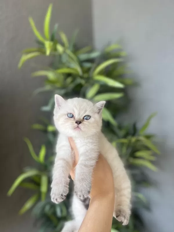 British Shorthair Silver Yavrularim