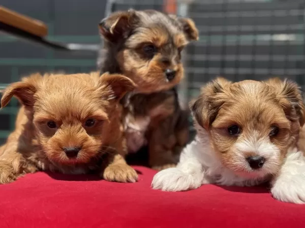 Ultra Kalite Tea Cup Morkie Yavrular Petmode Den