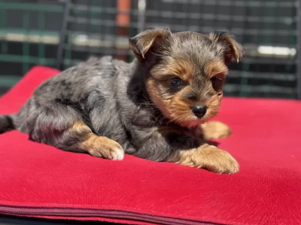 Ultra Kalite Tea Cup Morkie Yavrular Petmode Den