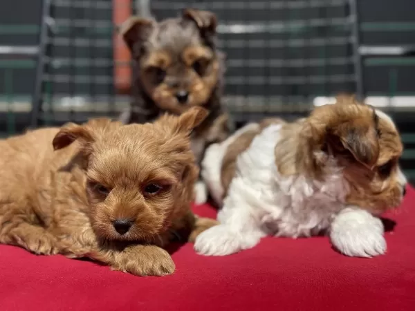 Ultra Kalite Tea Cup Morkie Yavrular Petmode Den