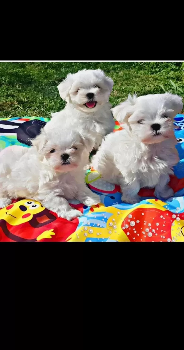 Kar Beyazı Maltese Bebeklerimiz