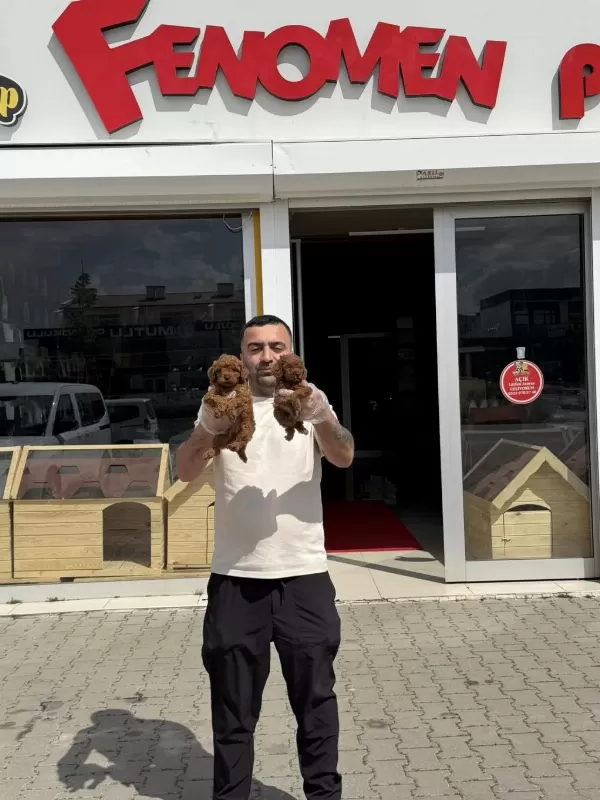 Efsane Güzellikte Maltipo Yavrular Renk Renk Ankara