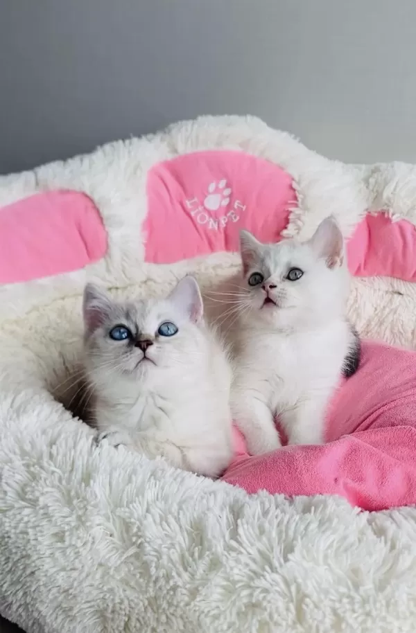 Show Kalite Point Ve Slver British Shorthair Bebekleirm