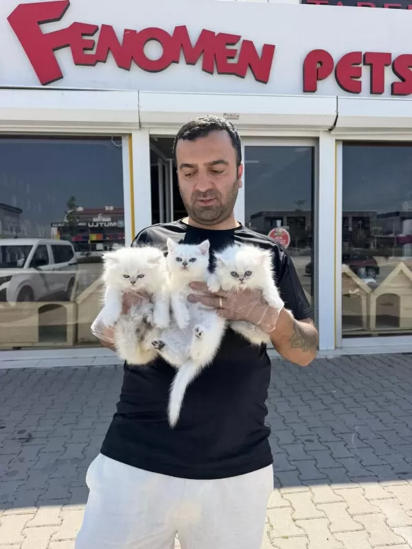 British Shorthair Yavrular Scottish Fold Yavrular Ankara