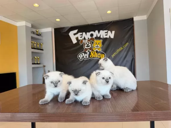 British Shorthair Yavrular Scottish Fold Yavrular Ankara