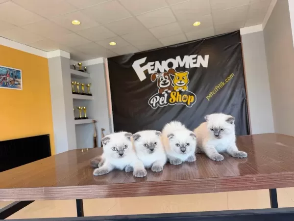 British Shorthair Yavrular Scottish Fold Yavrular Ankara
