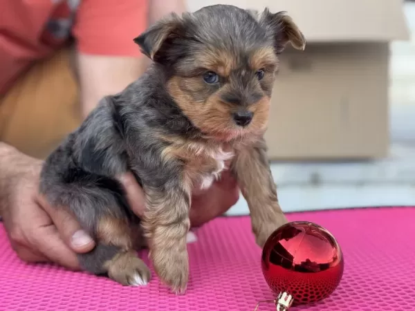 Tea Cup Morkie Yavrular Petmode De Ziyarete Açık