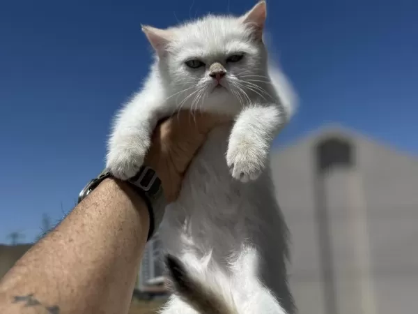 Çok Özel Beyaz Mavi Gözlü British Shorthair Ler