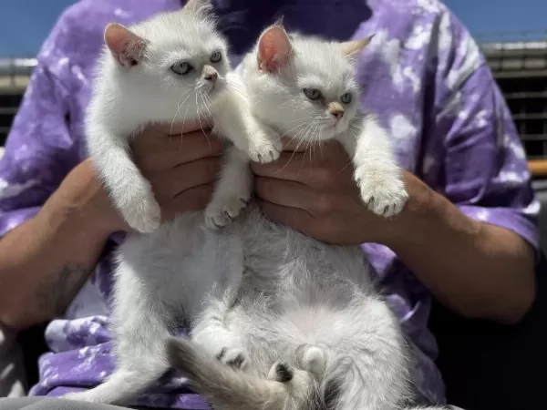 Çok Özel Beyaz Mavi Gözlü British Shorthair Ler
