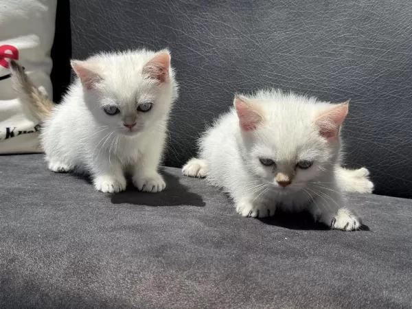 Çok Özel Beyaz Mavi Gözlü British Shorthair Ler