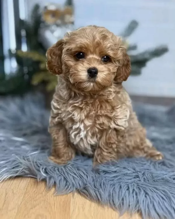 Tr Nin En Özel Maltipoo Yavruları