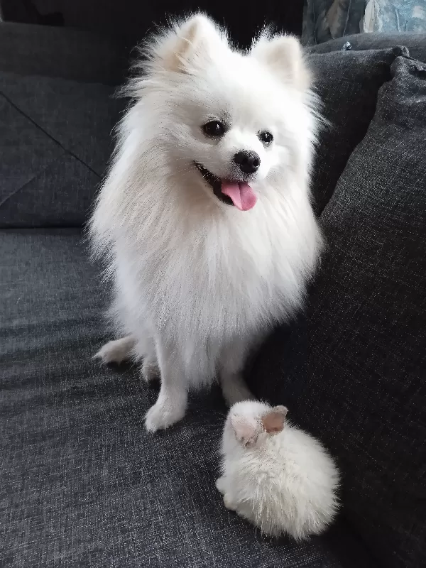 Pomeranian cinsi köpeğim için geçici yuva arıyorum