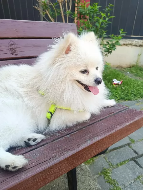 Pomeranian cinsi köpeğim için geçici yuva arıyorum