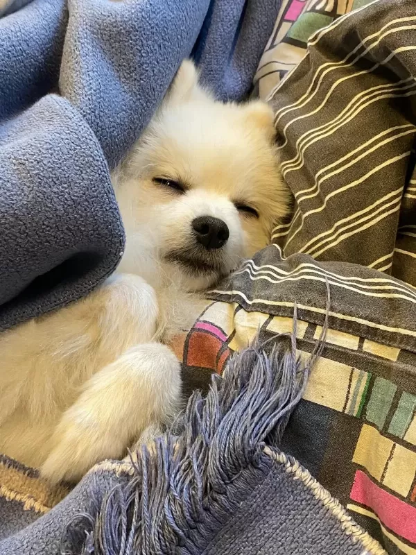 Pomeranian cinsi köpeğim için geçici yuva arıyorum