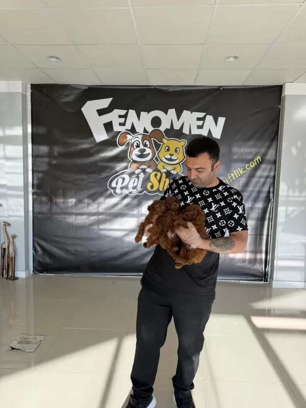 Türkiye Nin En Güzel Toy Poodle Yavrulari Ankara