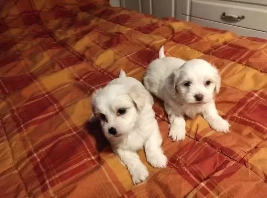 Maltipoo Yavrularımız Uygundur