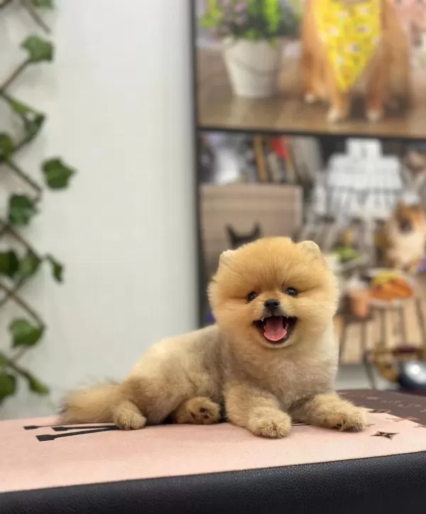 Ayı Surat Pomeranian Yavru Korekan Ankarada Tek