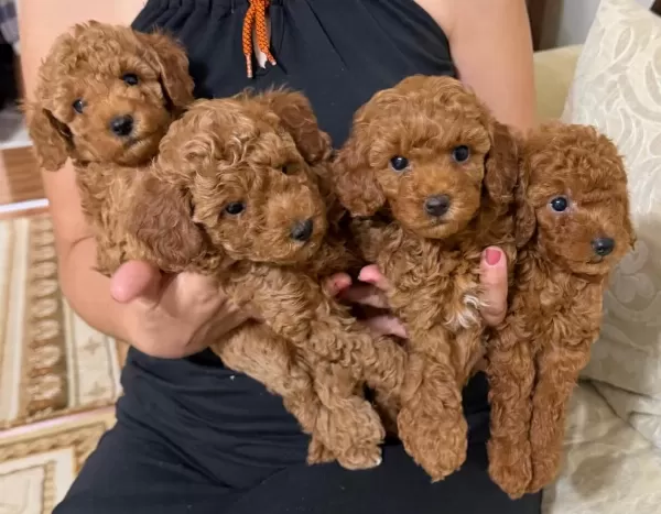 Toy Poodle 45 Günlük