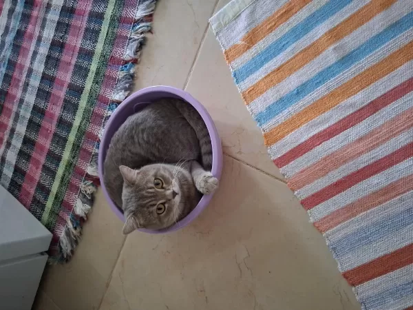 1.5 Yaşında Kısır Erkek Kedimiz