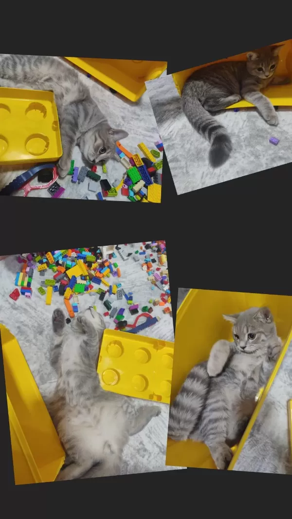 1.5 Yaşında Kısır Erkek Kedimiz