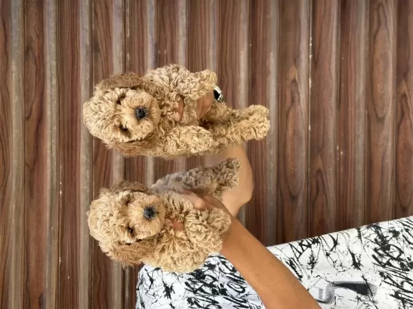 Sağlıklı A Kalite Orjinal Poodle