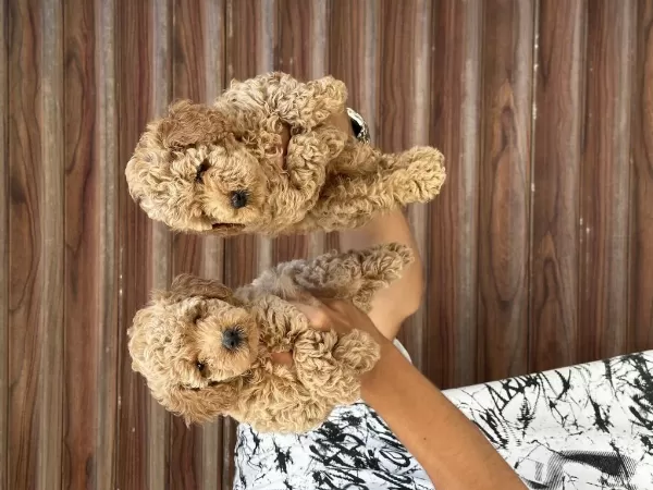 Sağlıklı A Kalite Orjinal Poodle