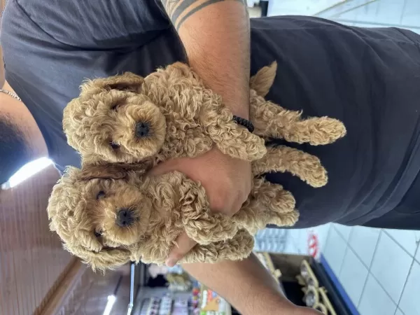 Sağlıklı A Kalite Orjinal Poodle