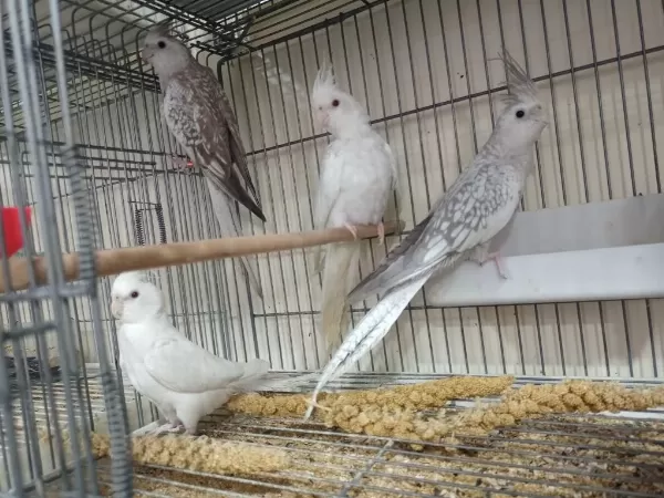 Albino White Bebek Sultan Papağanları