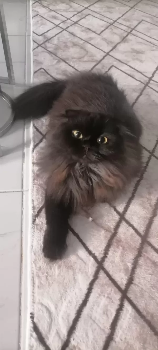 Sağlıklı Dişi Cins Kedimiz
