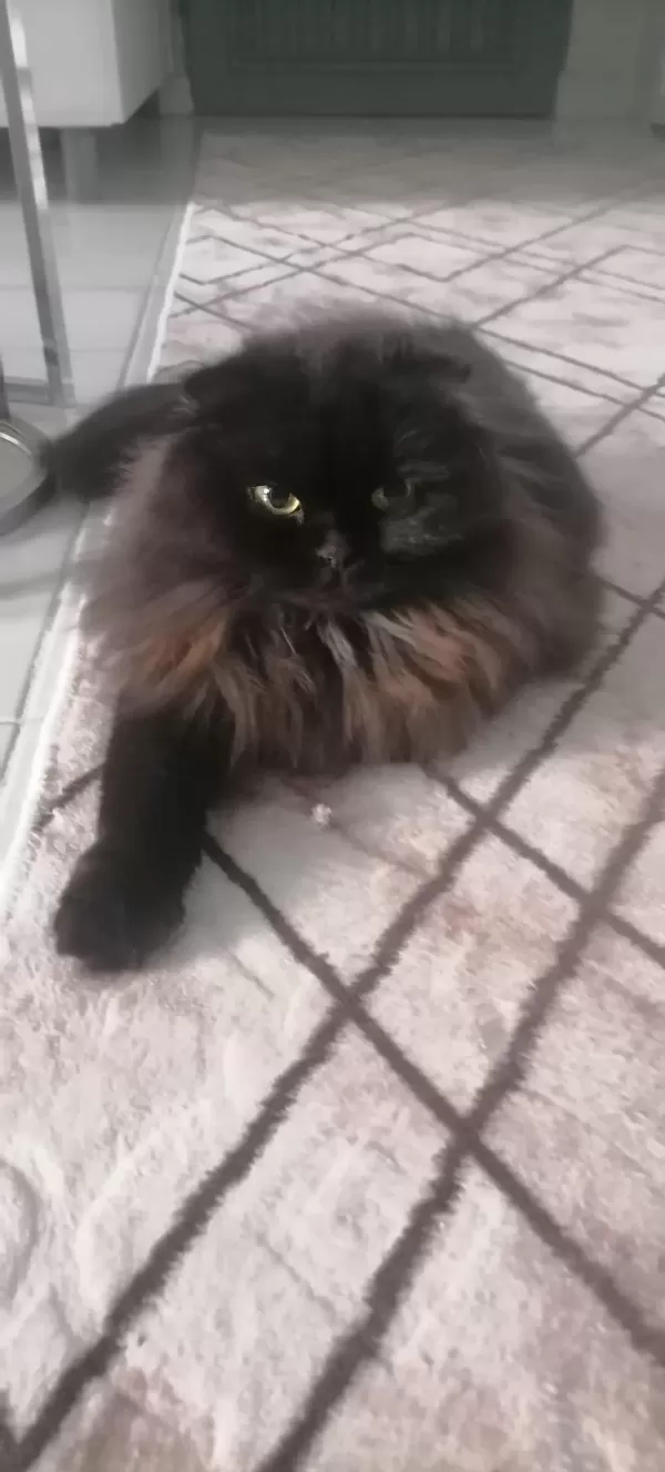 Sağlıklı Dişi Cins Kedimiz