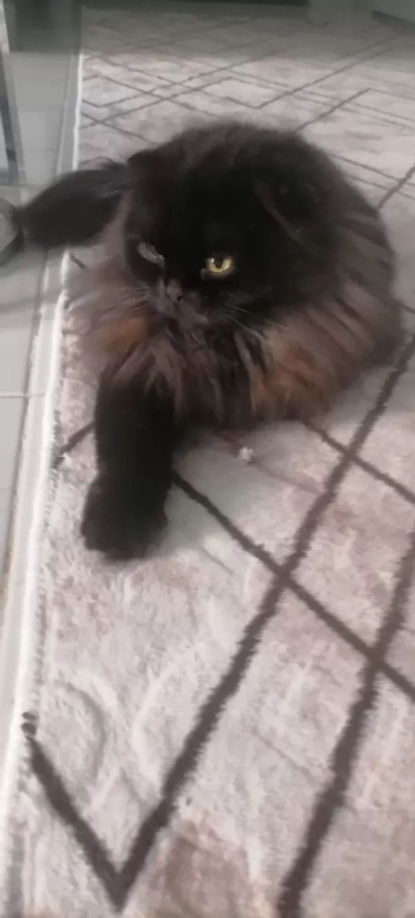 Sağlıklı Dişi Cins Kedimiz