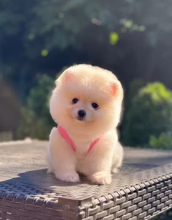Ayıcık Surat Pomeranianlarımız