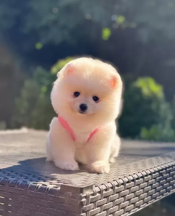 Ayıcık Surat Pomeranianlarımız
