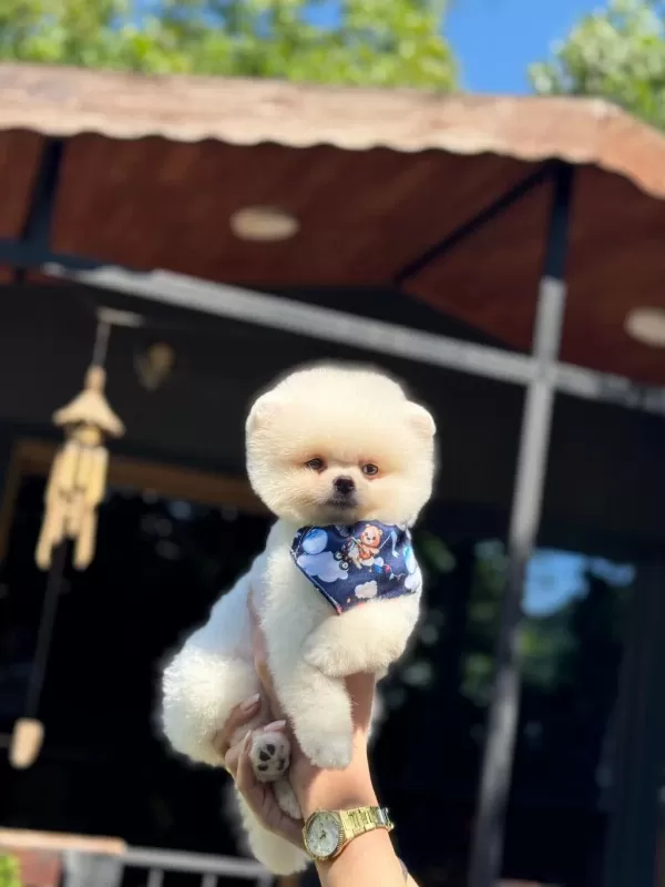 Ayıcık Surat Pomeranian