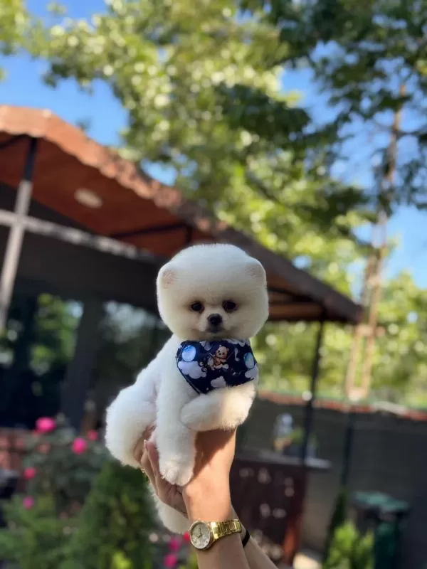 Ayıcık Surat Pomeranian