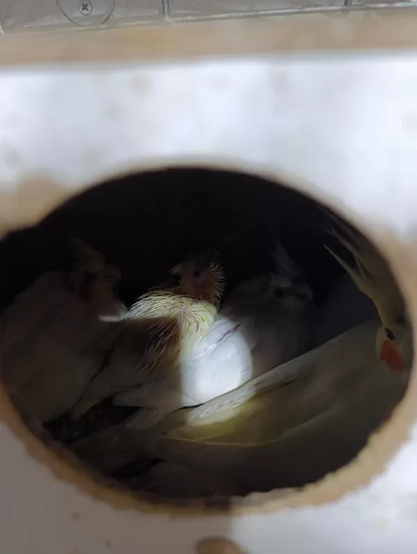 Bebek Sultan Papağanlar