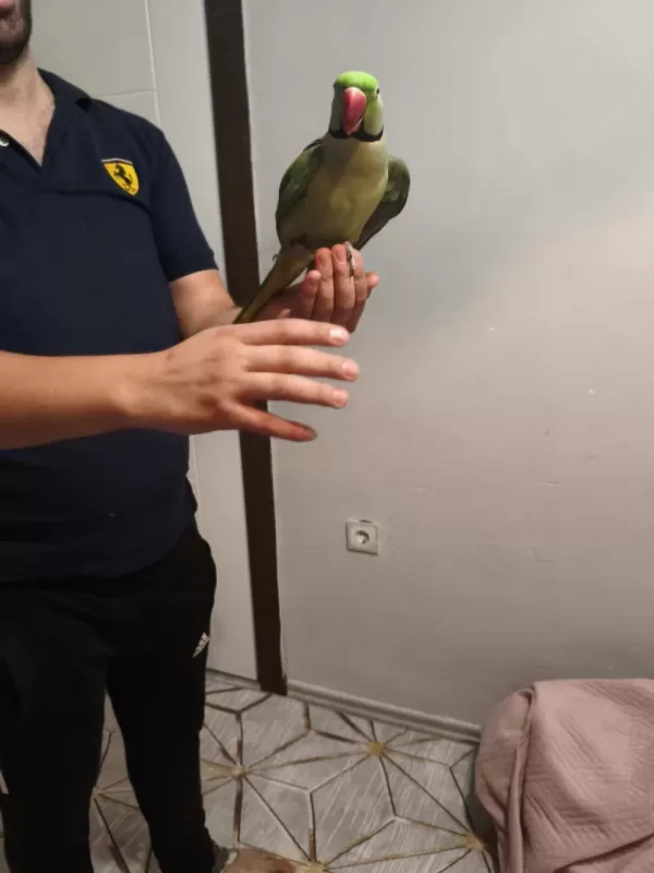 Acil Satılık İskender Papağanı