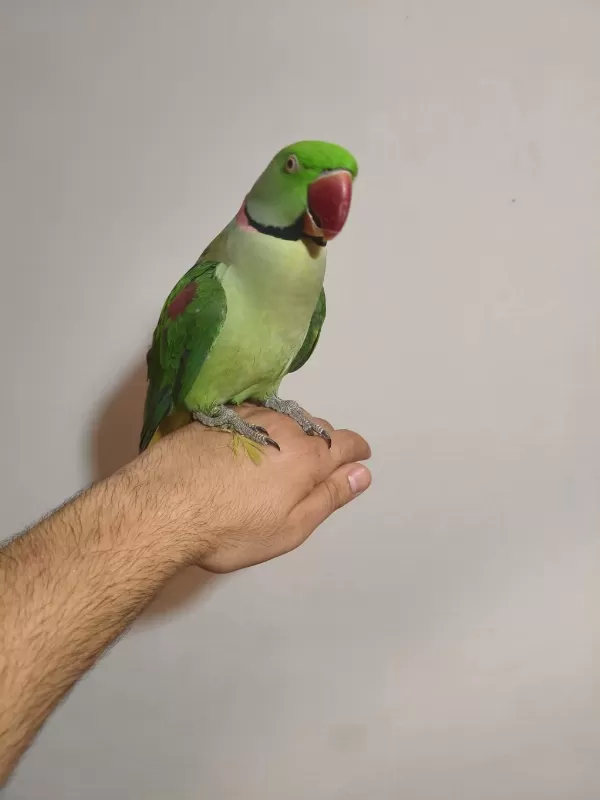 Acil Satılık İskender Papağanı
