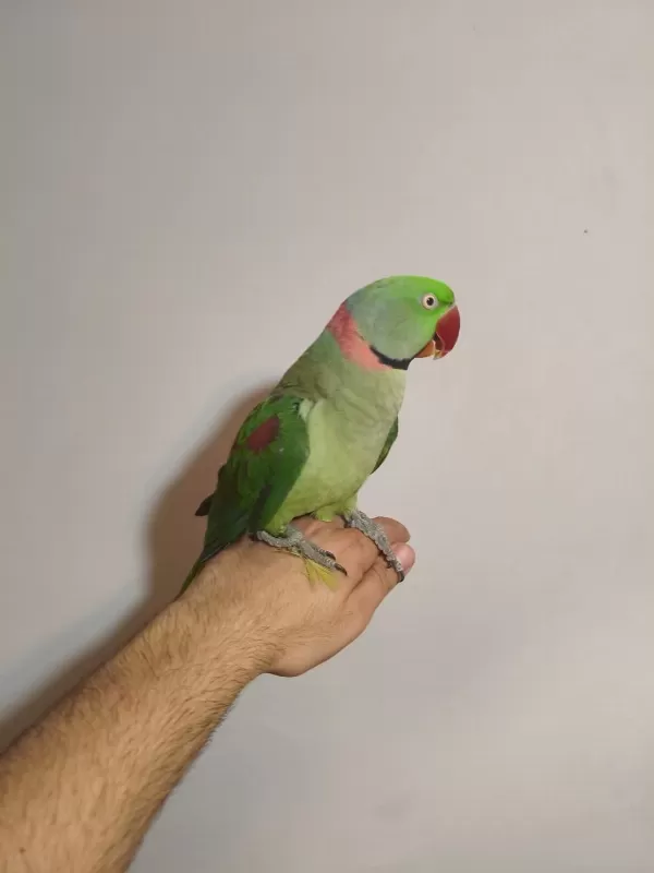 Acil Satılık İskender Papağanı