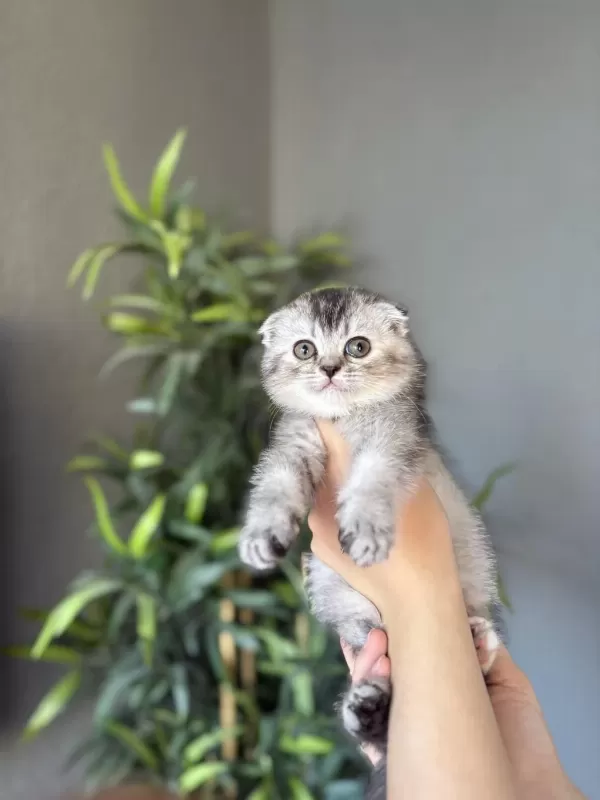 Scottish Fold İrk Garantili Yavrularim