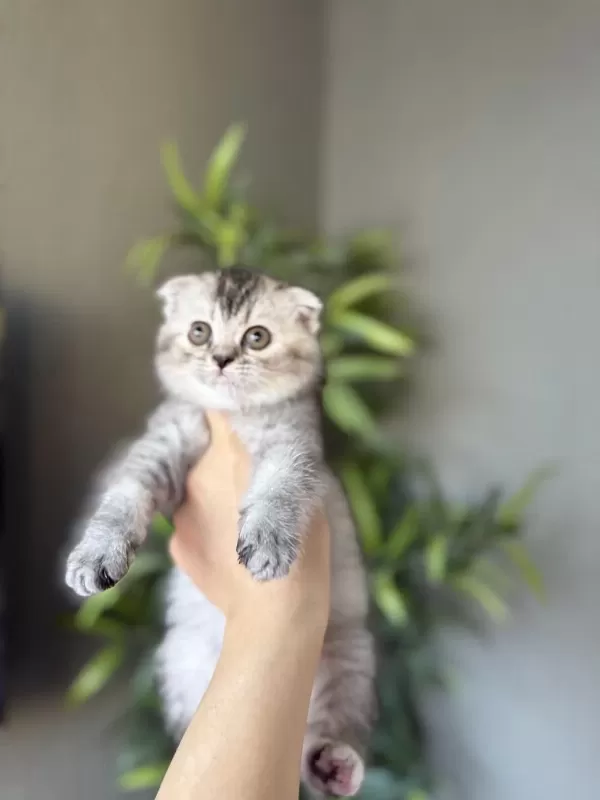 Scottish Fold İrk Garantili Yavrularim