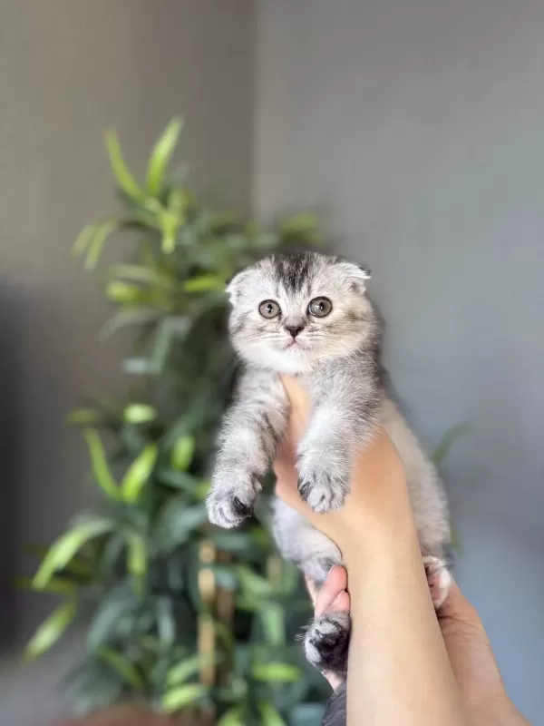 Scottish Fold İrk Garantili Yavrularim