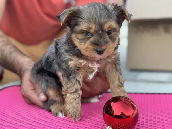 Petmode Köpek Çiftliğinden Tea Cup Morkie