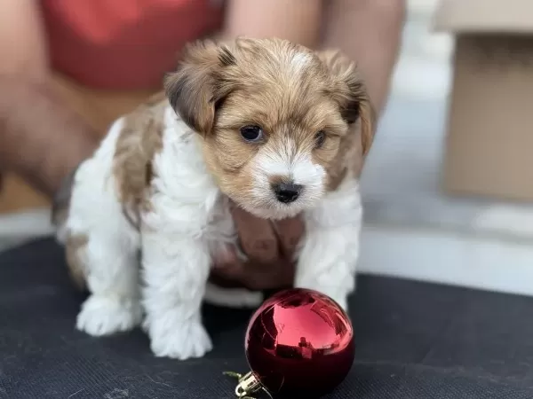 Petmode Köpek Çiftliğinden Tea Cup Morkie