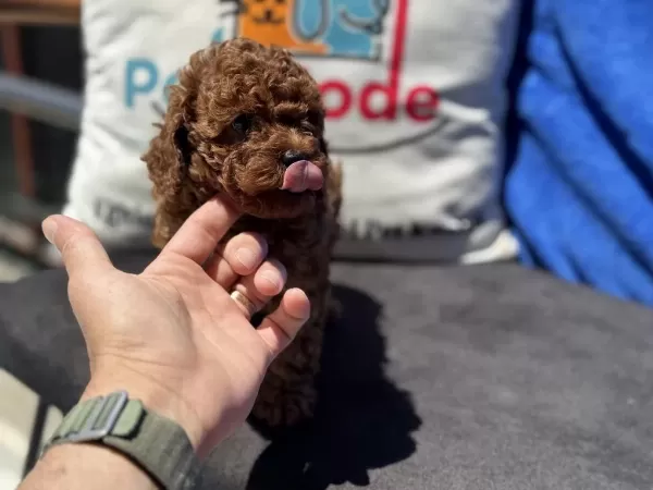 Petmode Köpek Çiftliğinden Kore Toy Poodle